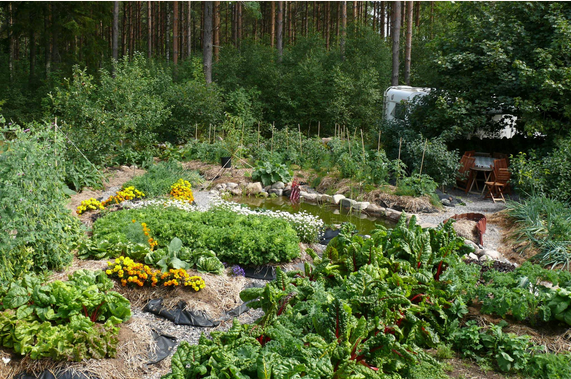 Species-rich garden with pond and caravan.