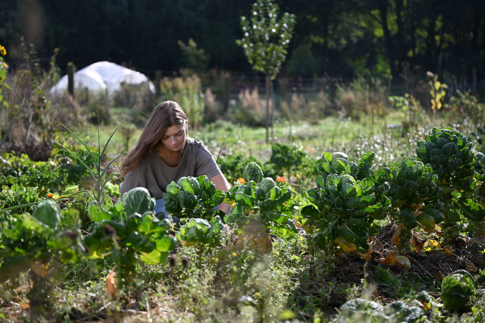 Naturgarten anlegen: Ökologisch und nachhaltig Gärtnern