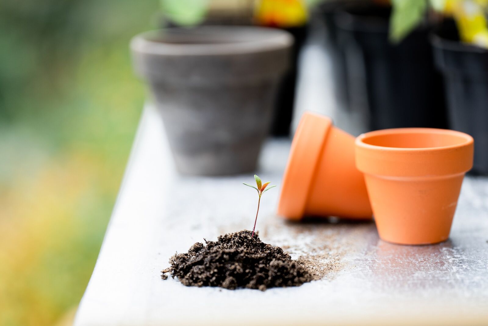 Clay pots for watering with ollas