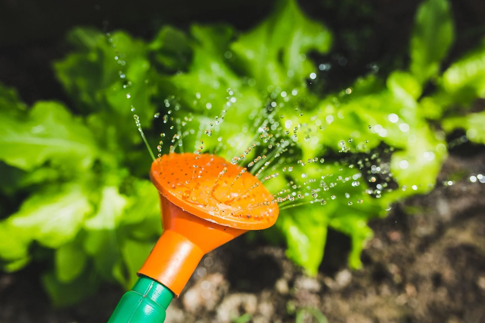 Save water with Ollas
