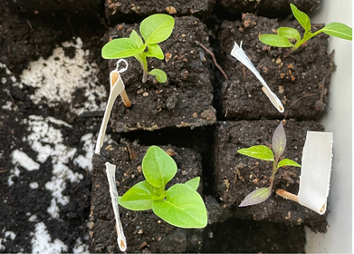 Pre-planting peppers & chili: Tips for healthy young plants