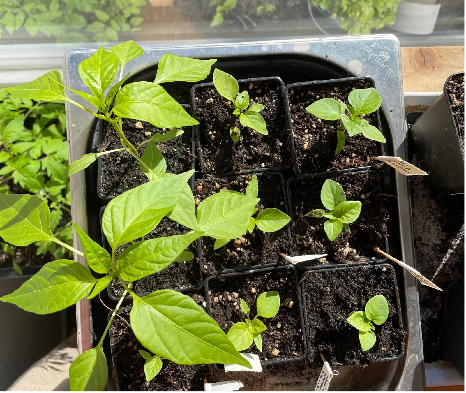 Peppers &amp; chilli growing light requirements 