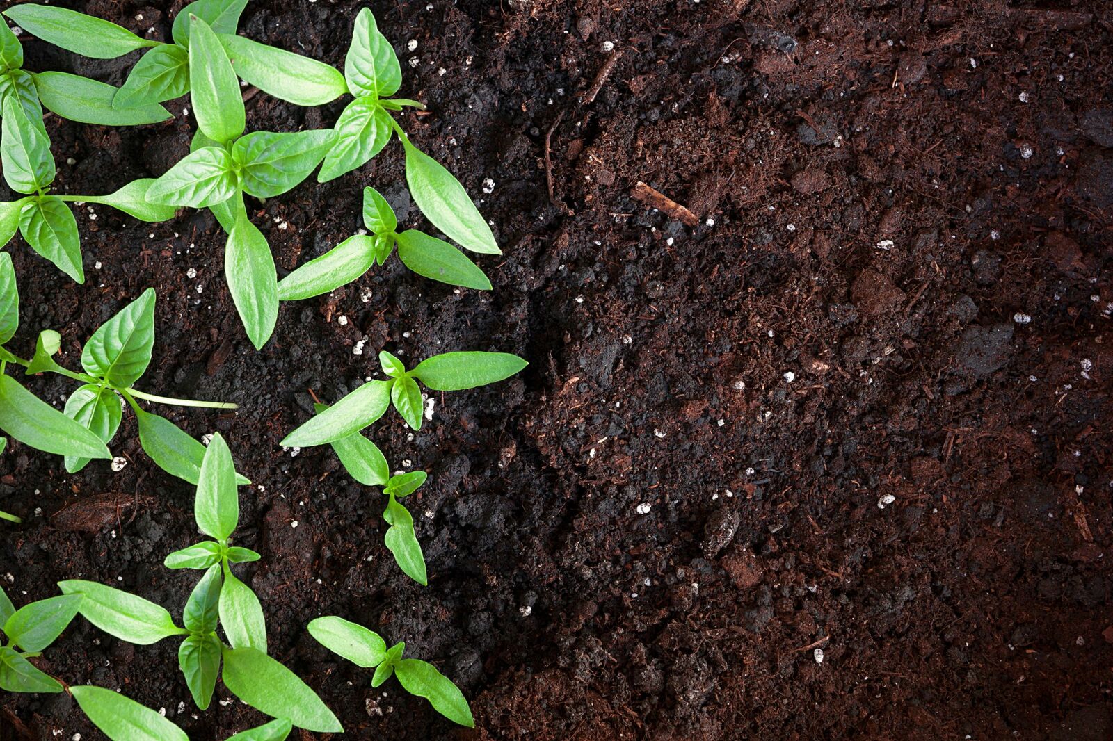Paprika seedlings