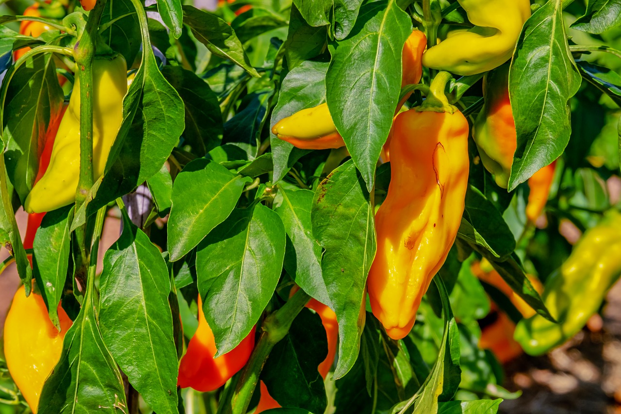 Bell pepper plant with ripening fruits