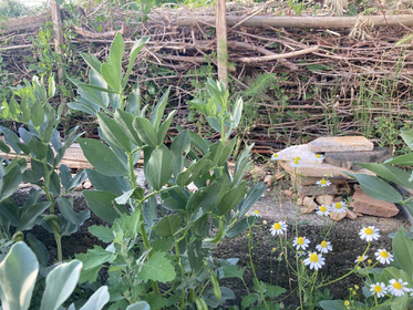 Create & Design a Permaculture Garden