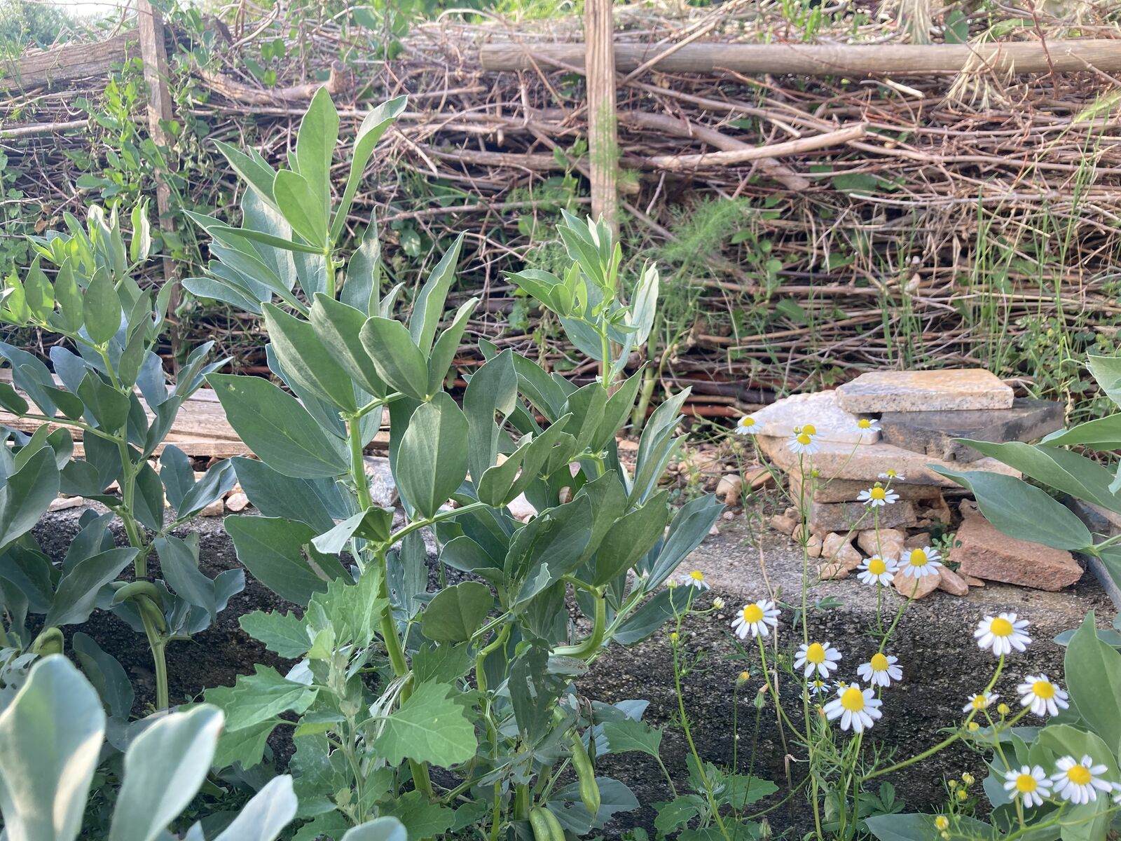 Create & Design a Permaculture Garden