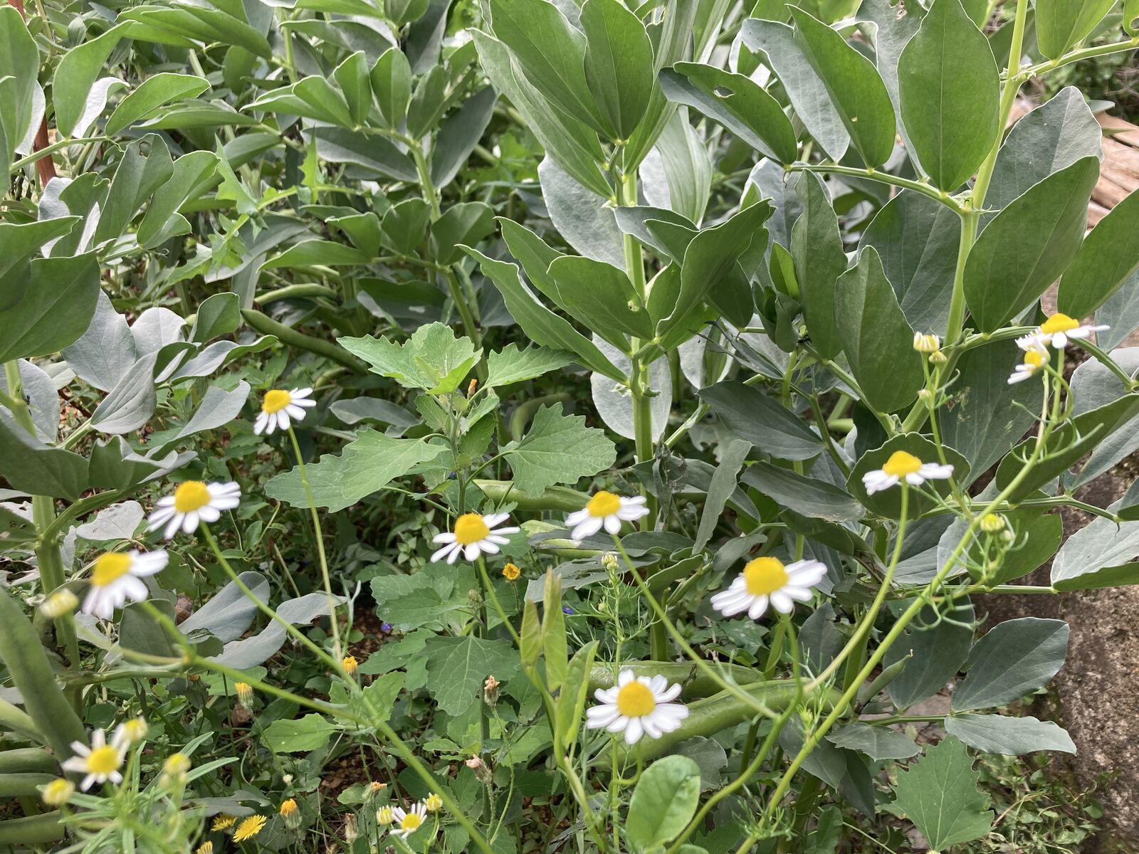 Mixed culture with broad beans, chamomile and melilot