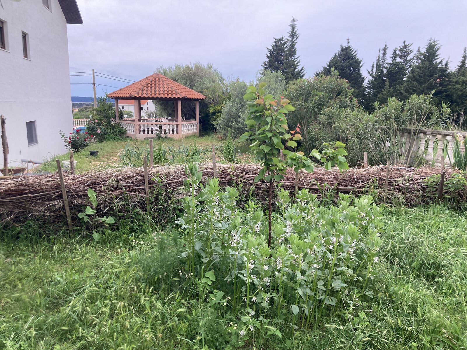 Permaculture garden with underplanted tree slice and Benjes hedge.