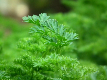 Growing & Harvesting Parsley: Tips for a Rich Harvest