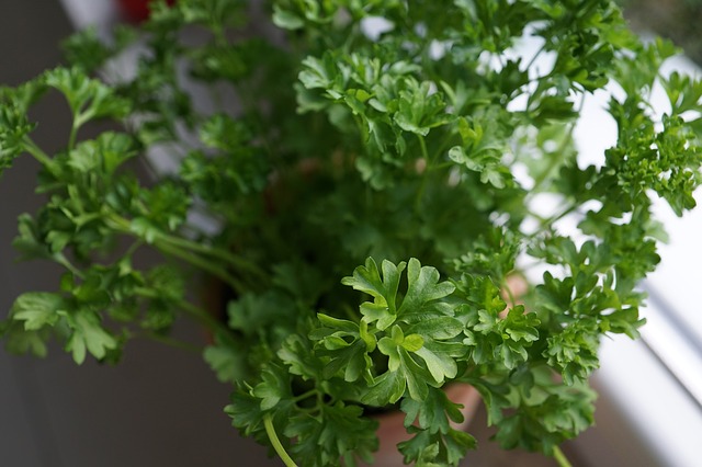 Parsley in a pot