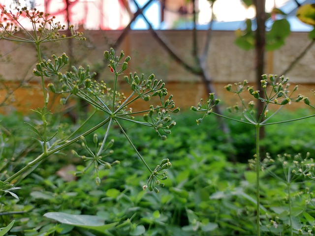 Parsley potato on the inflorescence