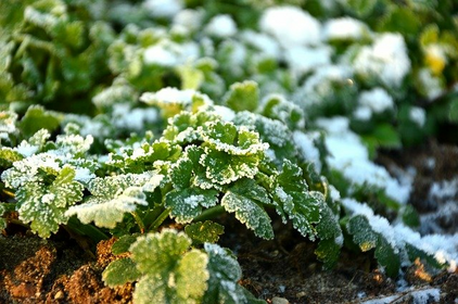 Petersilie überwintern: So gelingt‘s