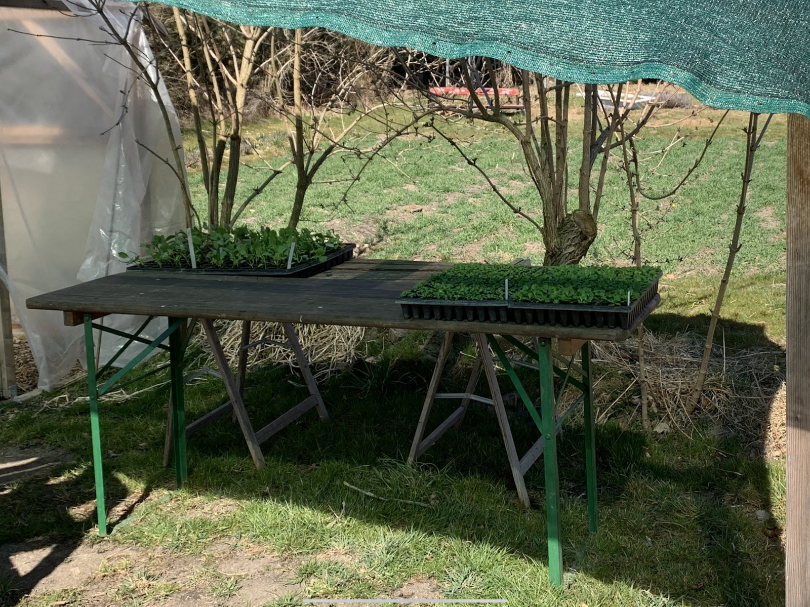 Harden off young plants