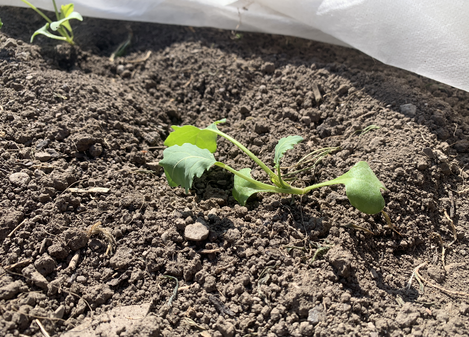 Freshly planted kohlrabi seedlings