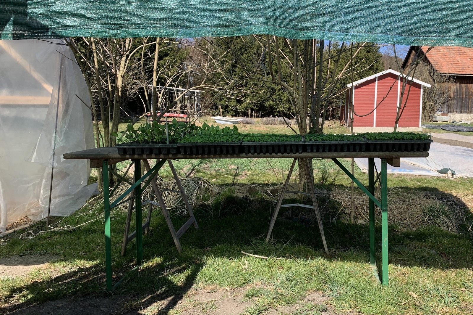 Hardening and Strengthening Plants: Here’s How