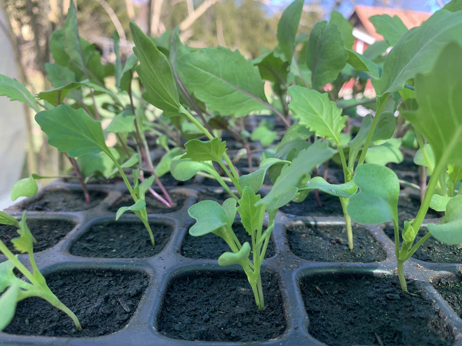 Kohlrabi young plants hardening off