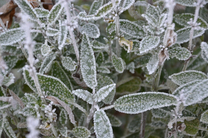 Mehrjährige Pflanzen überwintern - So wird's gemacht