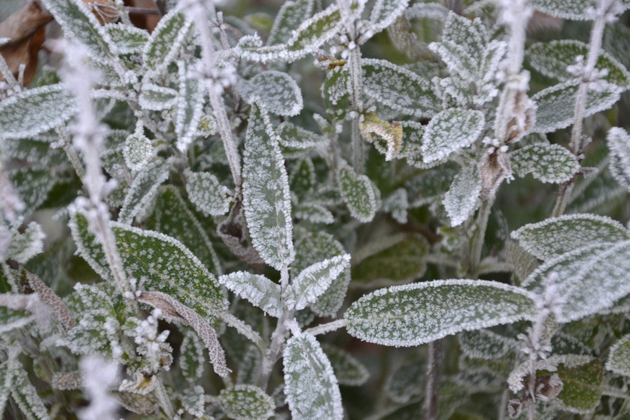 Overwintering Plants: Tubs, Pots and Raised Beds