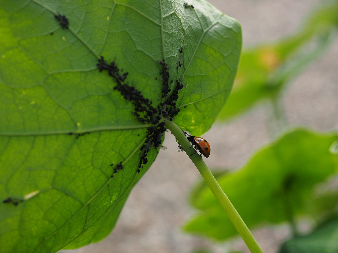 Aphids on the underside of a plant's leaves