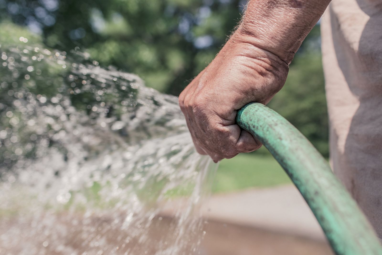 Watering plants with the garden hose.