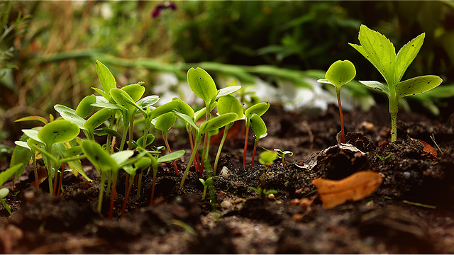 Seedlings in the bed.