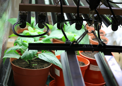 Plant Lights for Growing and Overwintering Plants