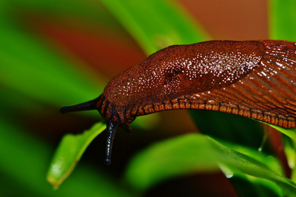 How to Prevent and Combat Plant Pests: An Overview