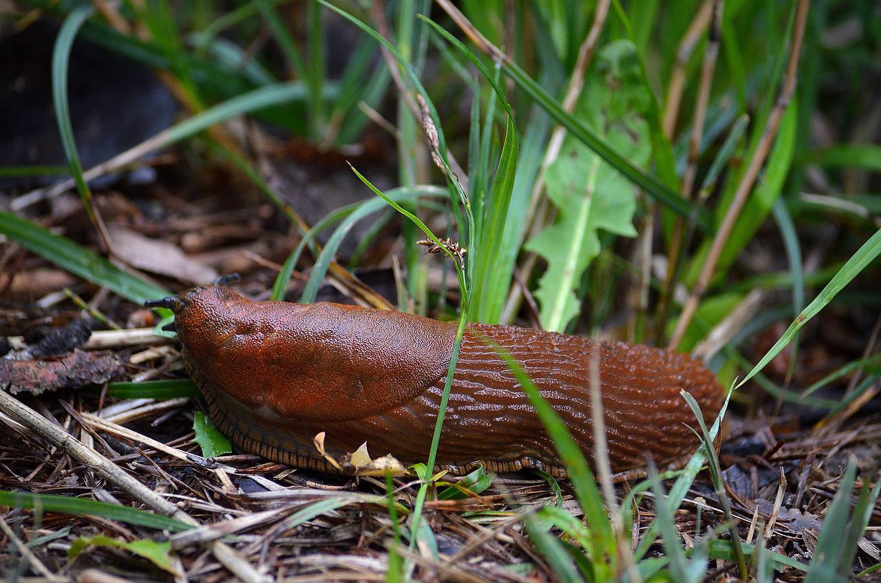 Nacktschnecke im Garten