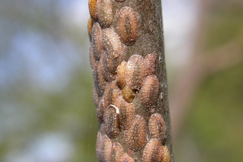 Scale insects on plants