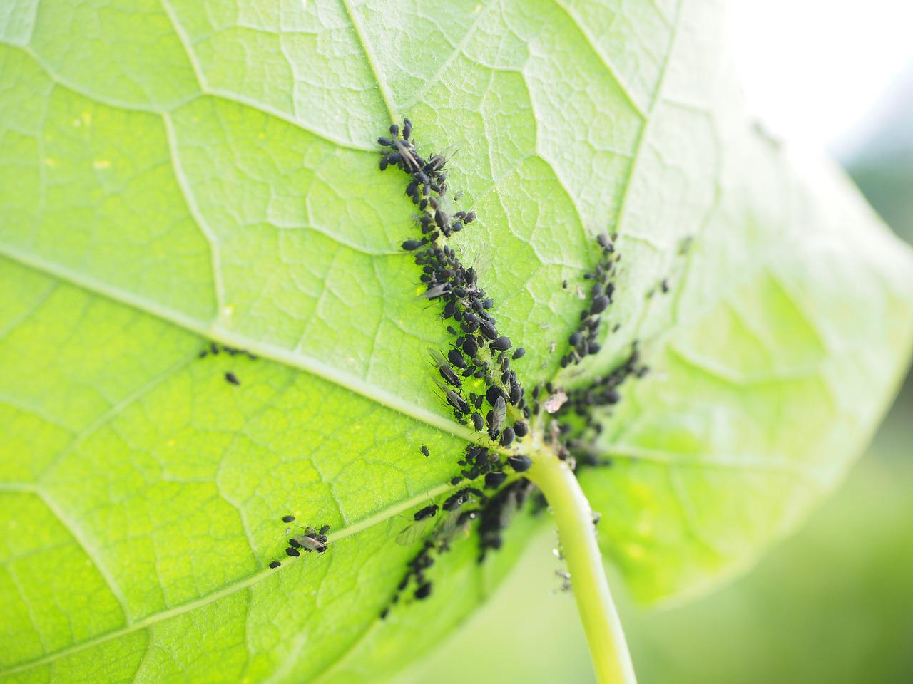 Aphids on the underside of the leaves