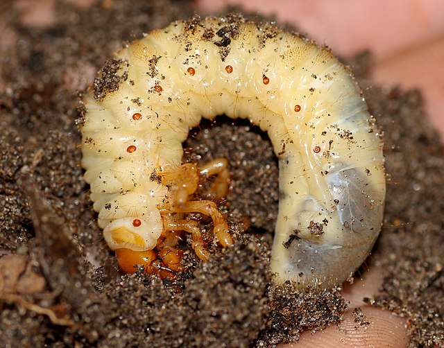 Grubs in the garden soil