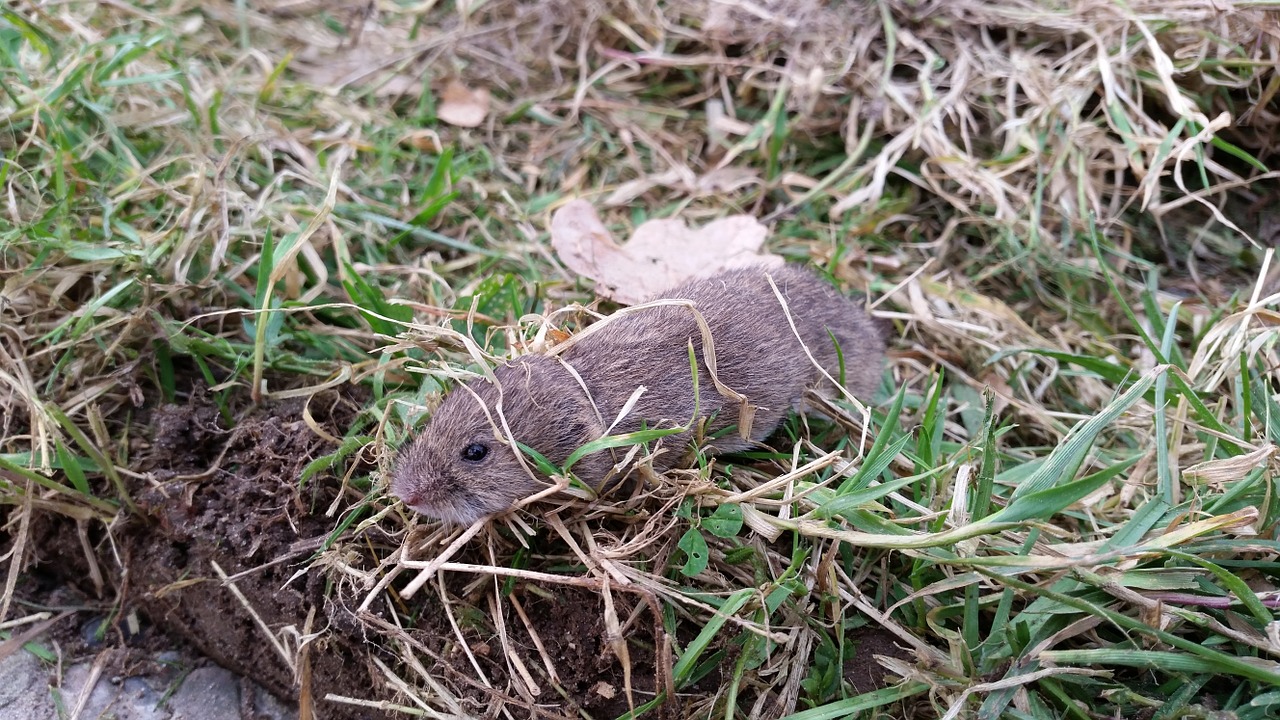 Voles in the garden