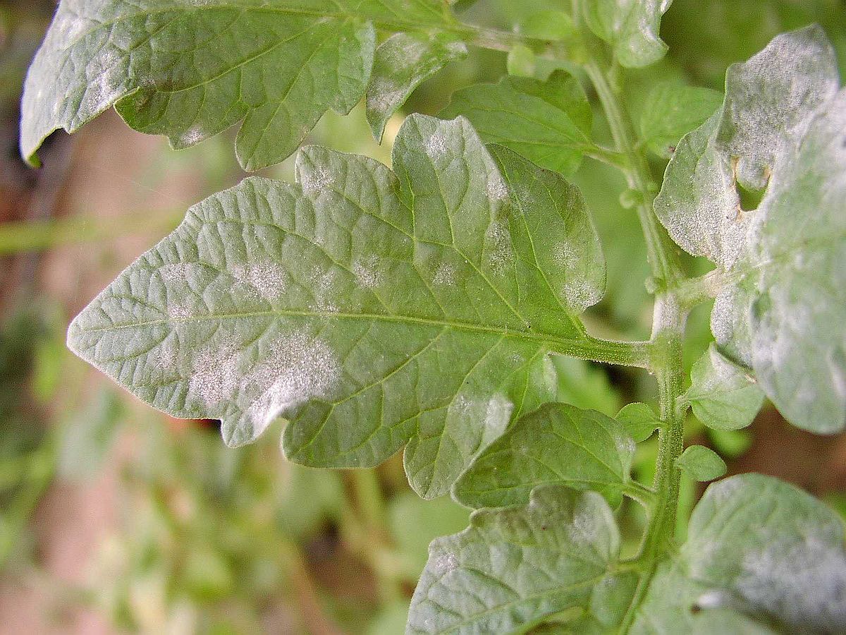 Tomato leaf with powdery mildew on the upper side of the leaf.