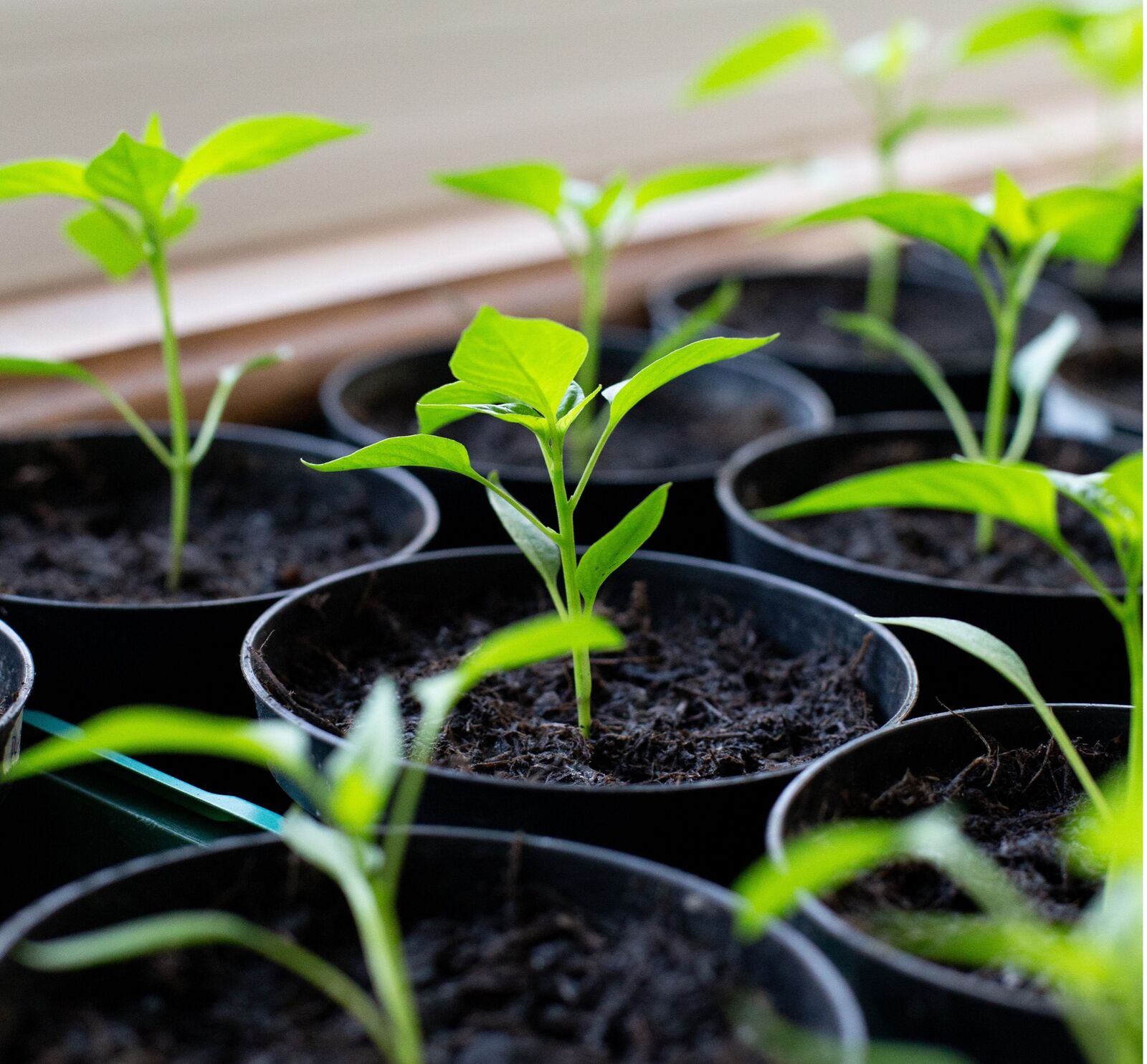 Pre-sprout peppers / chillies