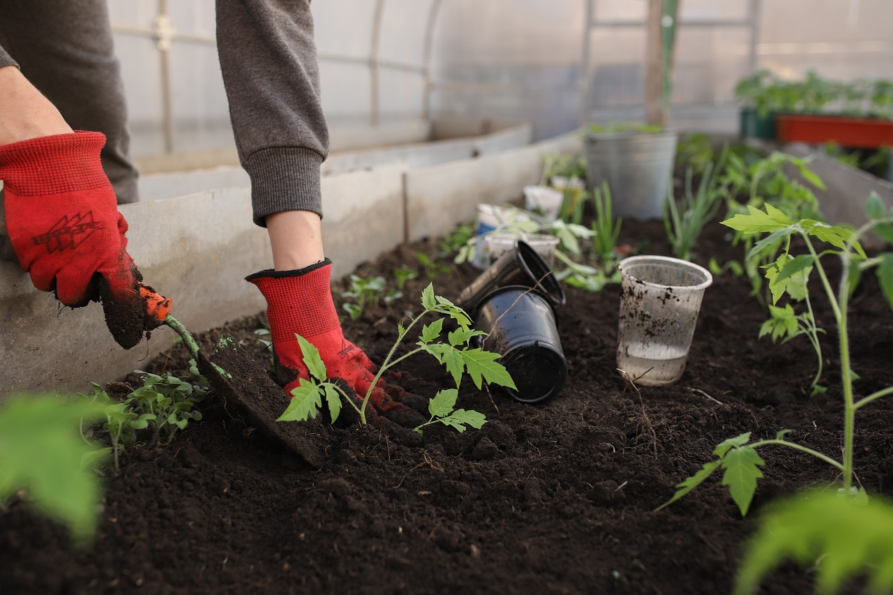 Vegetable Planting Calendar: When to Plant What