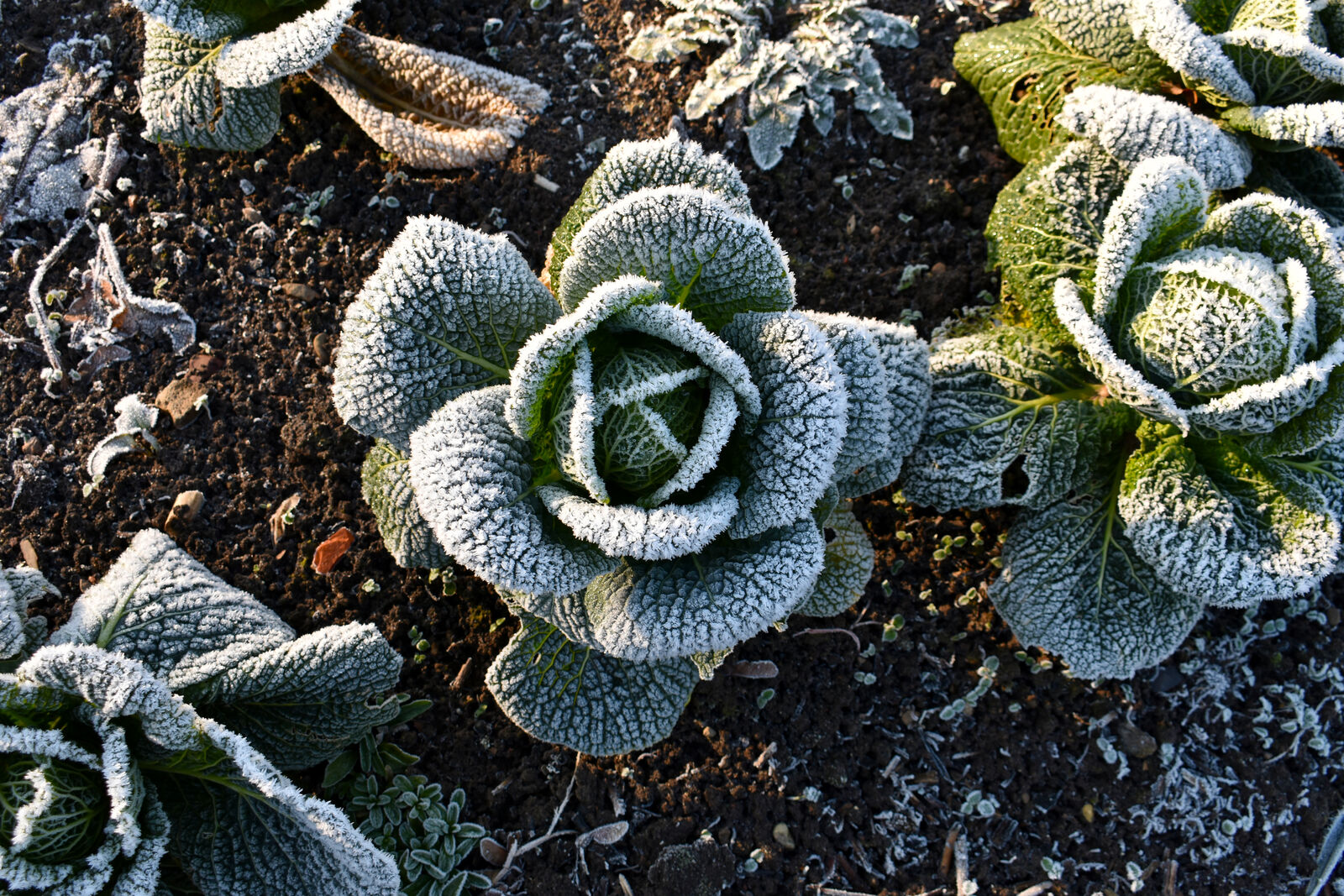 Kohl im Winter