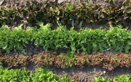 Lettuce Varieties: What Types of Lettuce Are There?