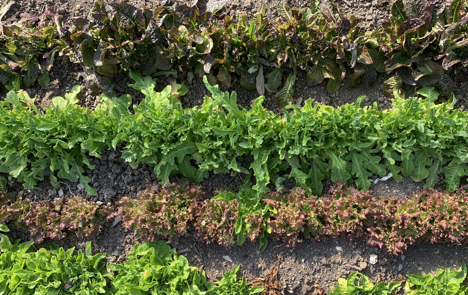 Lettuce Varieties: What Types of Lettuce Are There?