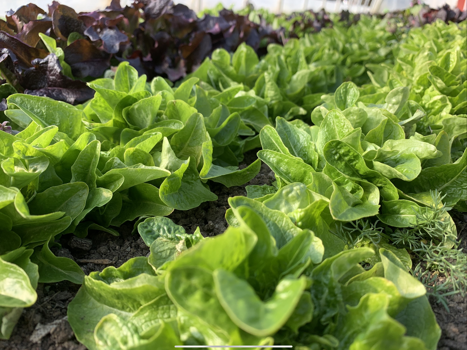 Grüner Pflücksalat