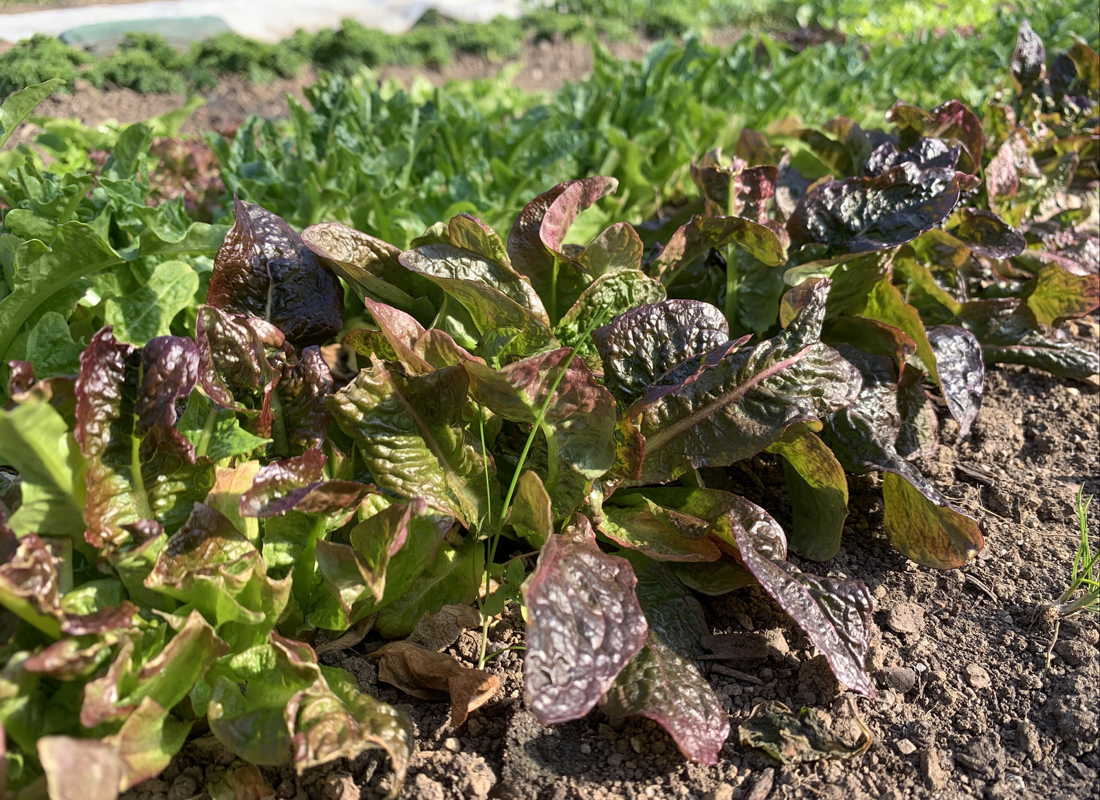 Roter Pflücksalat