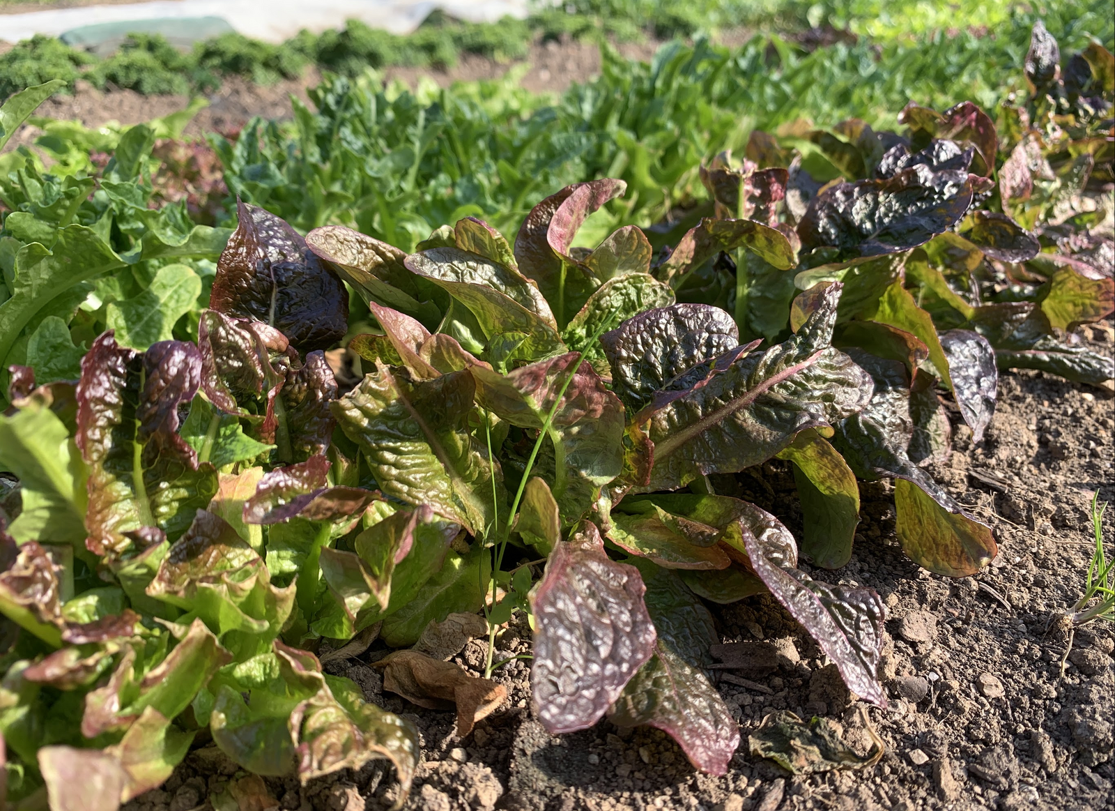 Red lettuce