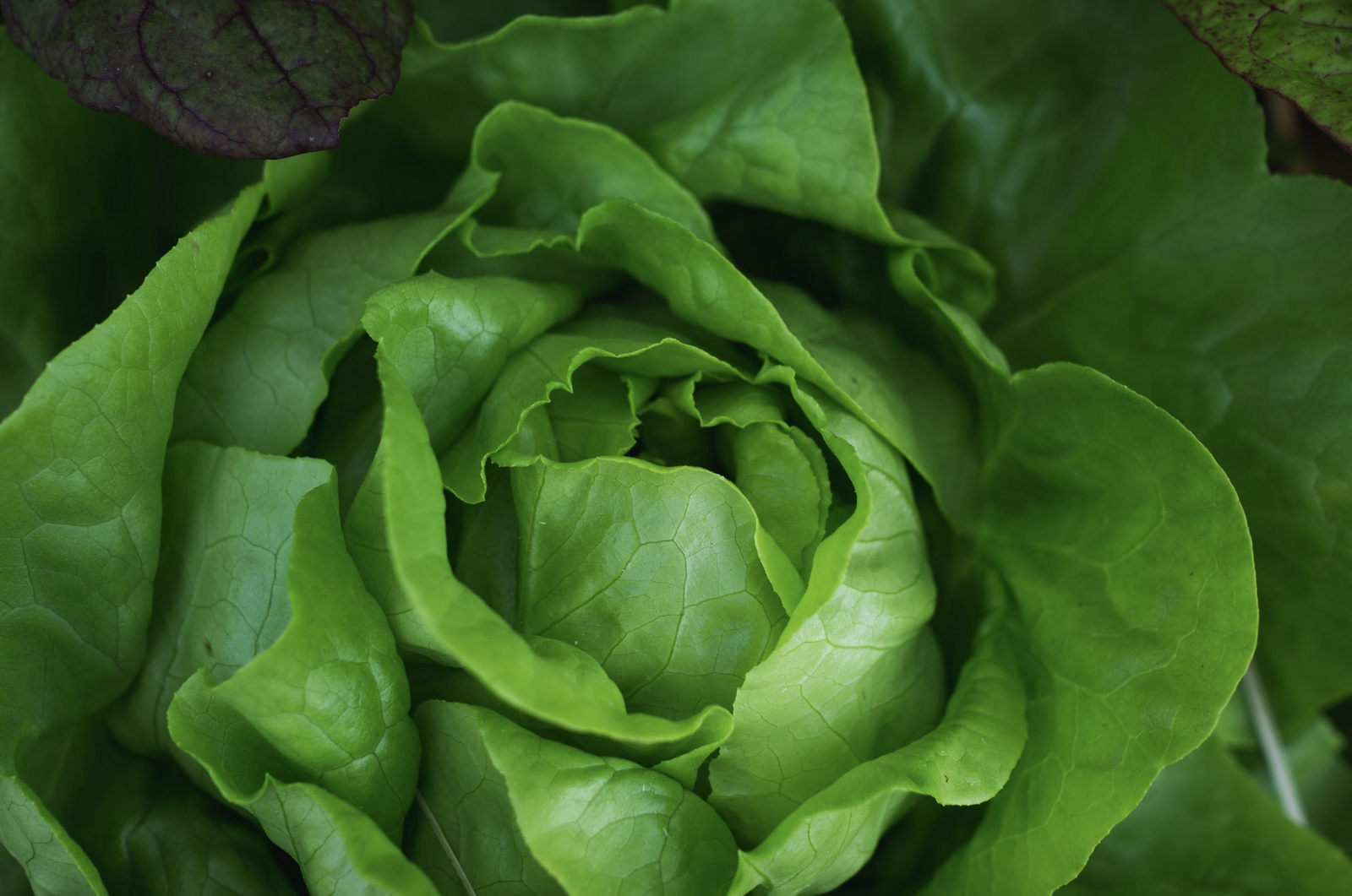 Kopfsalat