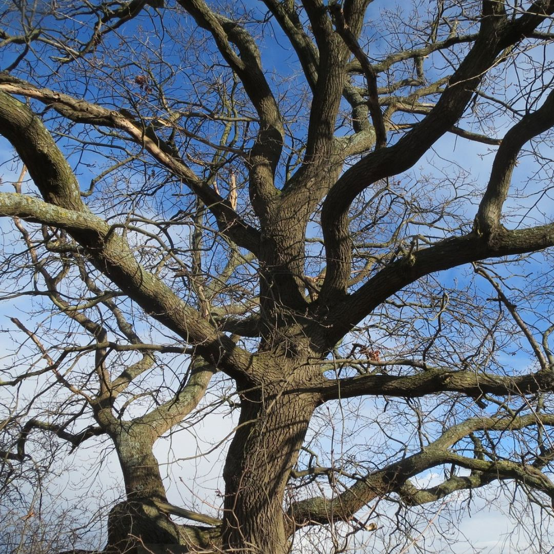 kahler Baum 