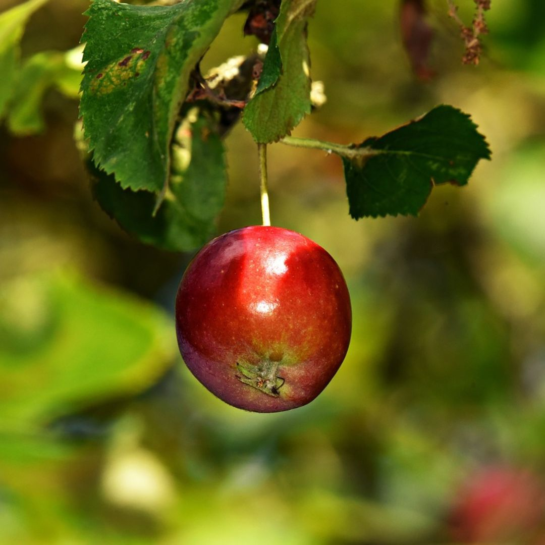 reifer Apfel