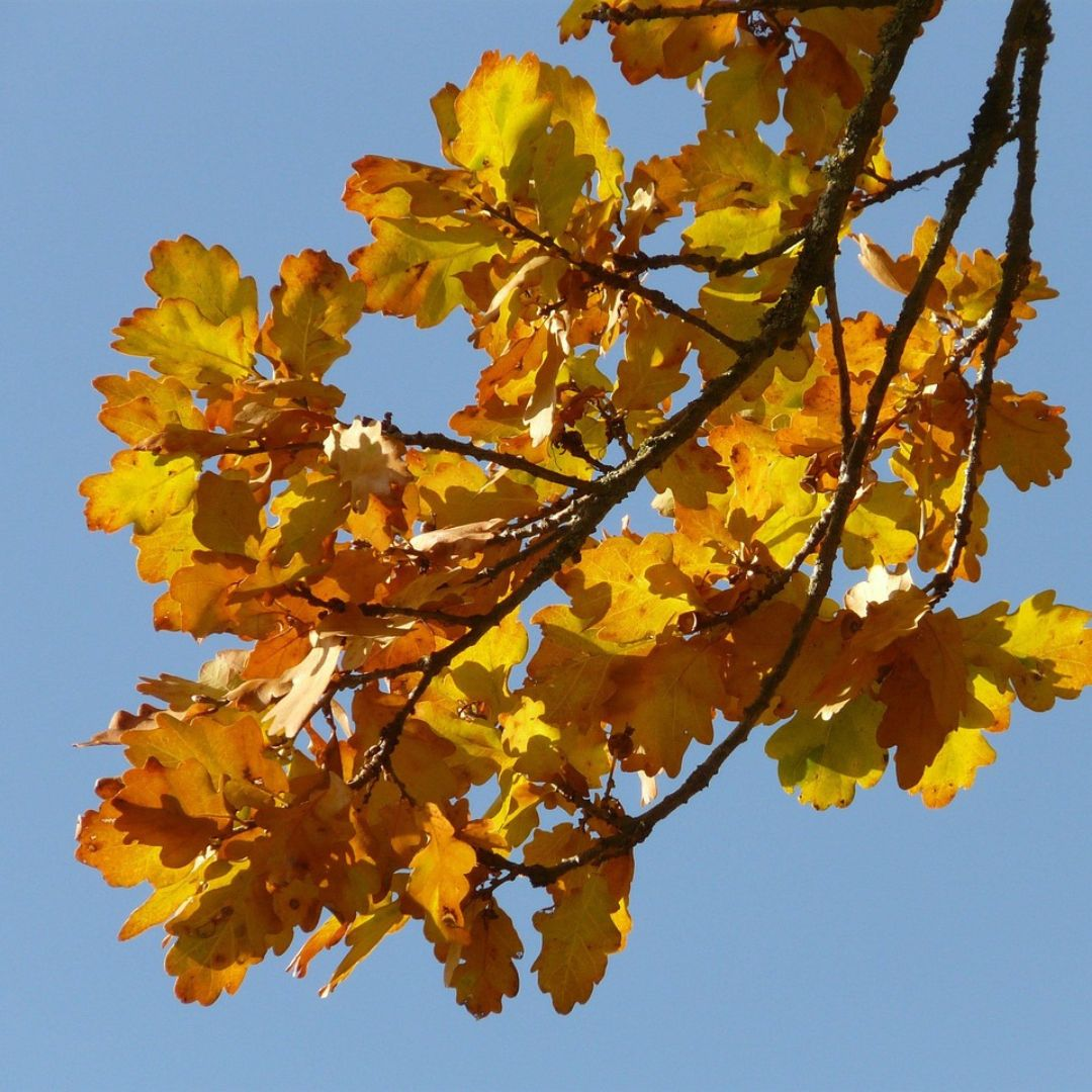 verfärbte Herbstblätter