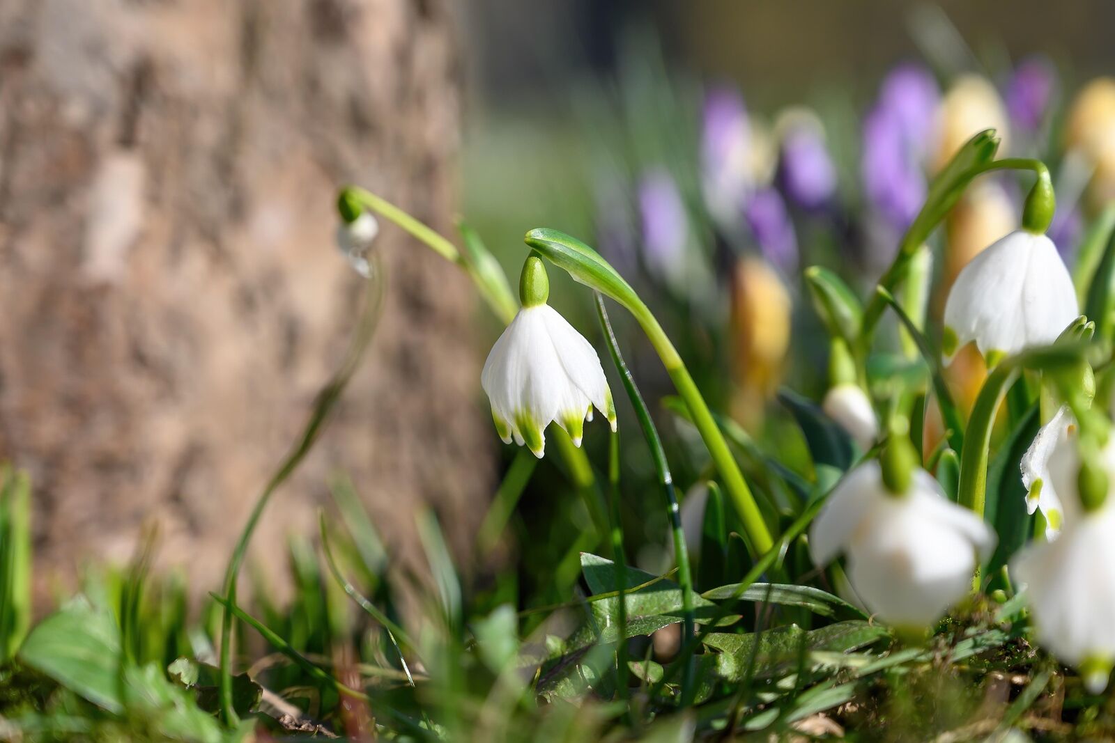 Schneeglöckchen und krokusse