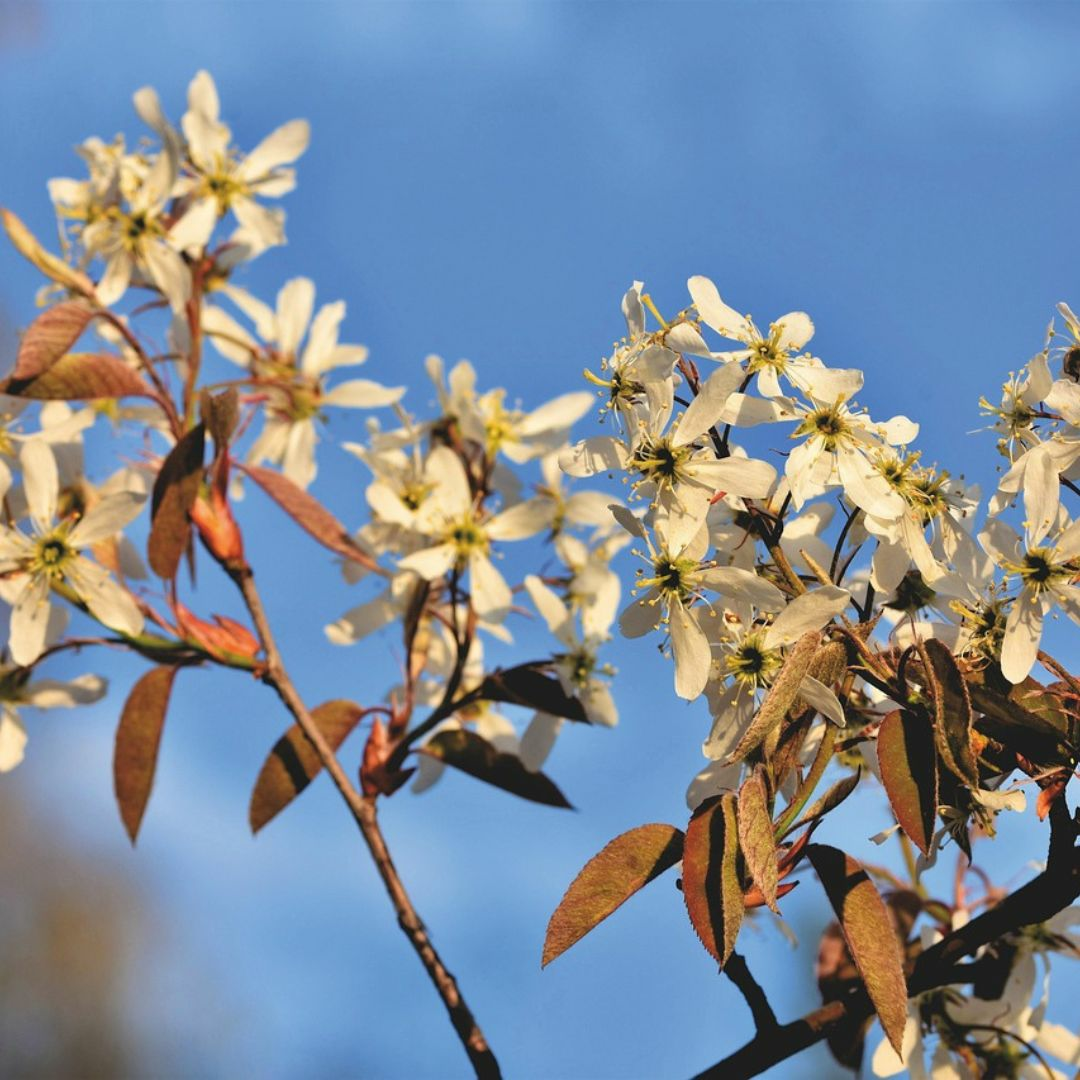 Felsenbirne in der Blüte