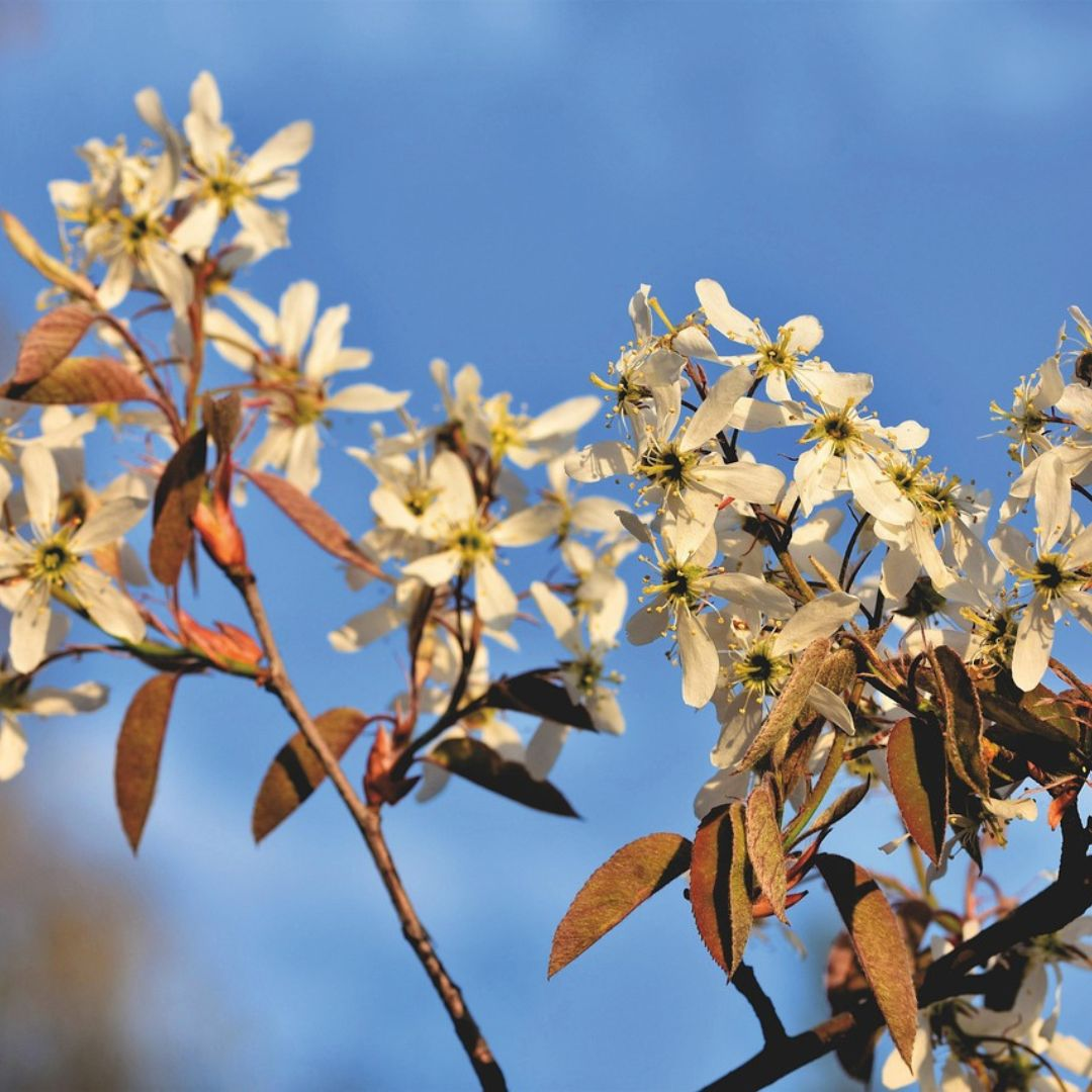 Felsenbirne in der Blüte