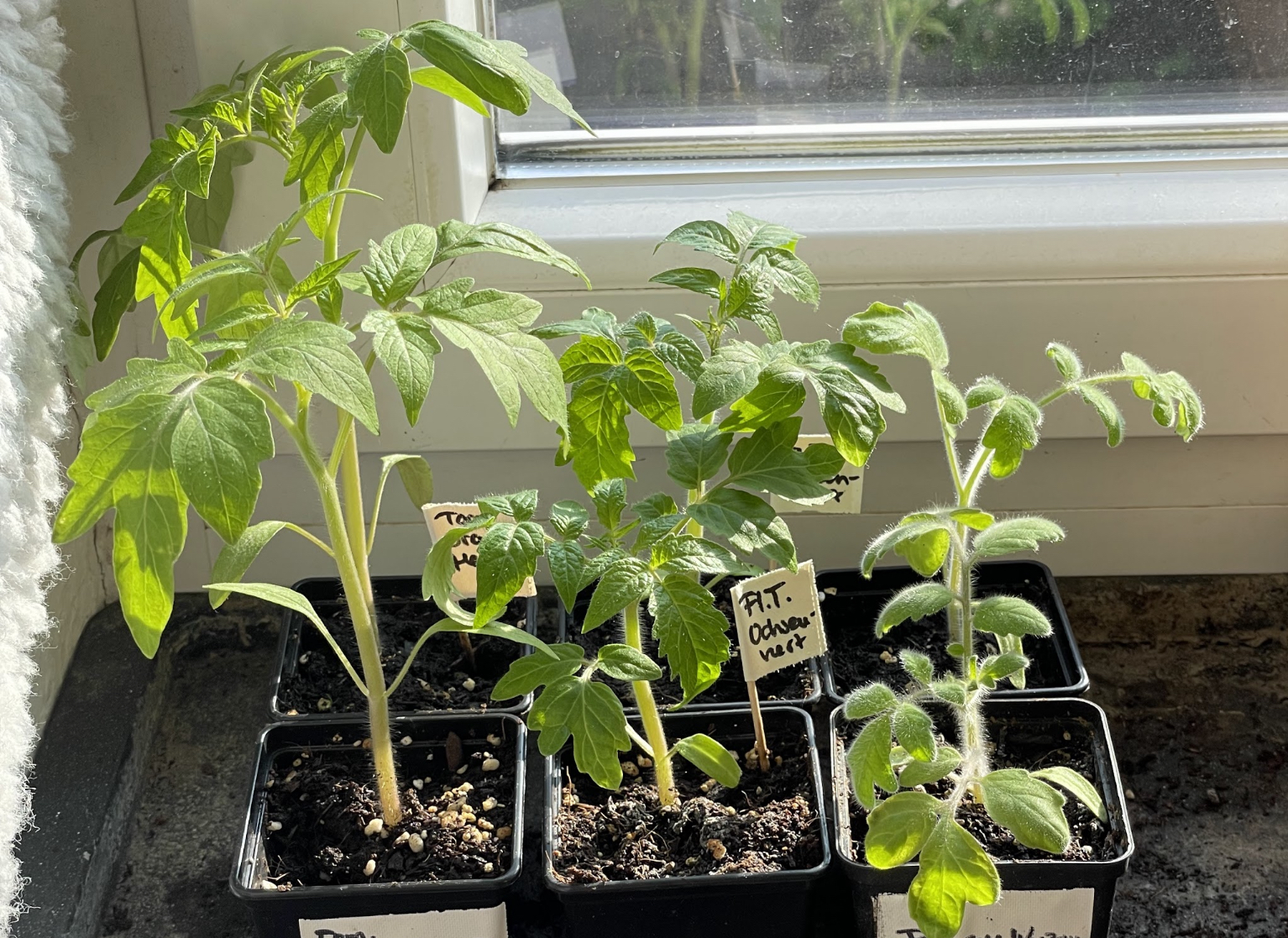 Repotted tomatoes on the windowsill