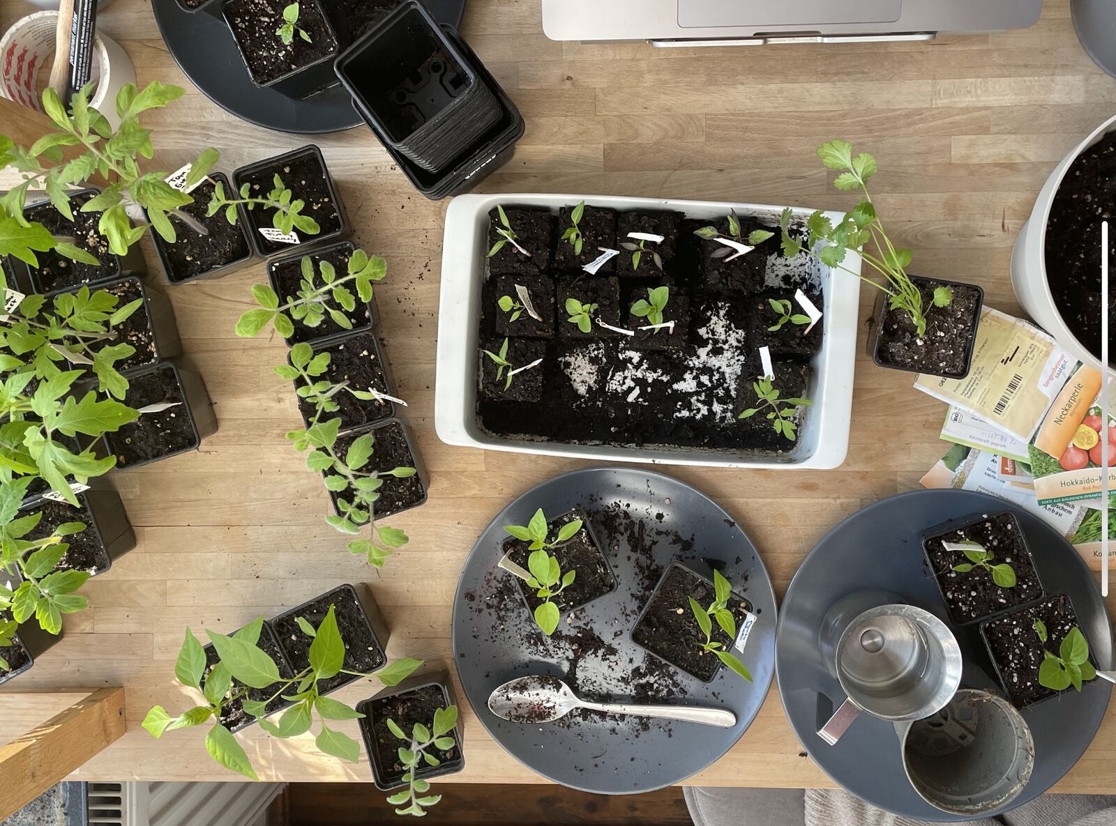 Pricking plants with a spoon